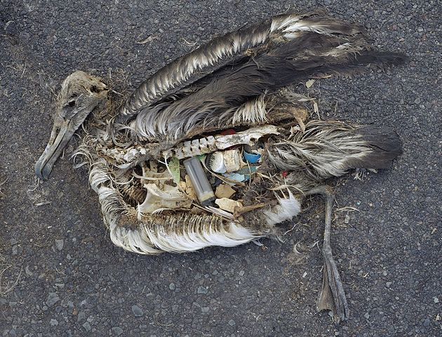 albatros morto a causa delle plastiche
